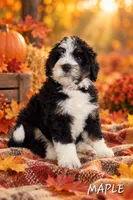Maple, a female Miniature Bernedoodle for sale in Lakeside, CA – 1 of 3