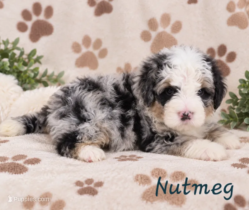 Nutmeg – Miniature Bernedoodle puppy for sale in Lakeside, CA