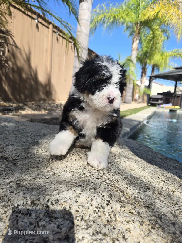 Maize – Miniature Bernedoodle puppy for sale in Lakeside, CA