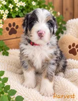 Harvest, a female Miniature Bernedoodle for sale in Lakeside, CA – 2 of 2