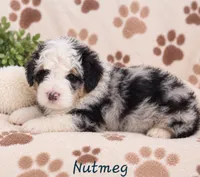 Nutmeg, a female Miniature Bernedoodle for sale in Lakeside, CA – 2 of 3