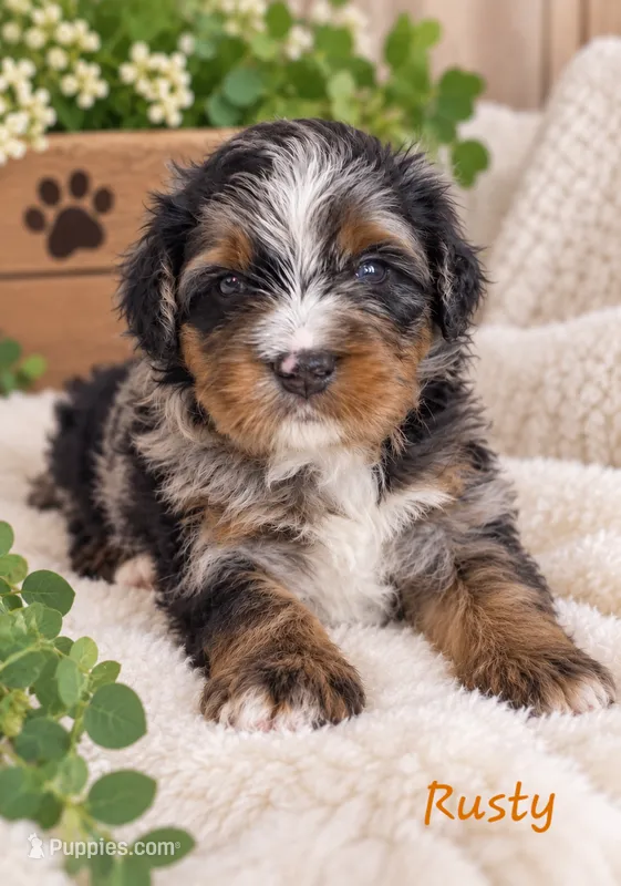 Rusty – Miniature Bernedoodle puppy for sale in Lakeside, CA