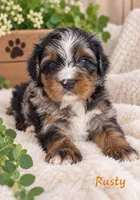 Rusty, a male Miniature Bernedoodle for sale in Lakeside, CA – 1 of 2