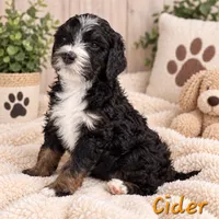 Cider, a female Miniature Bernedoodle for sale in Lakeside, CA – 2 of 2