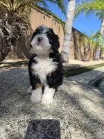 Maize, a female Miniature Bernedoodle for sale in Lakeside, CA – 2 of 7