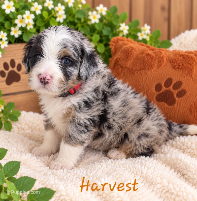 Harvest – Miniature Bernedoodle puppy for sale in Lakeside, CA