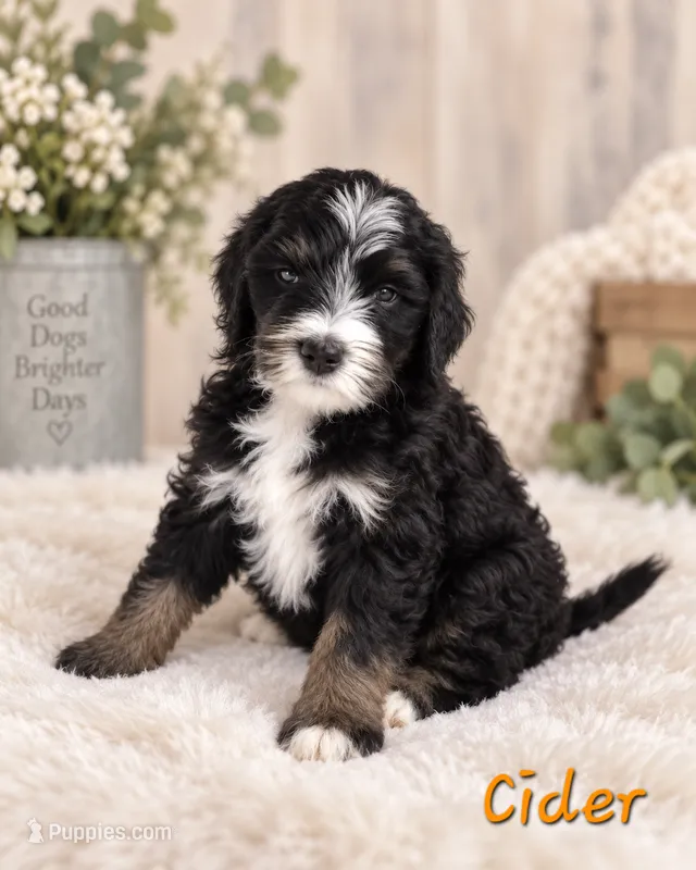 Cider – Miniature Bernedoodle puppy for sale in Lakeside, CA