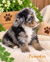 Pumpkin, a male Miniature Bernedoodle for sale in Lakeside, CA – 2 of 2