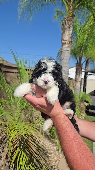 Maize, a female Miniature Bernedoodle for sale in Lakeside, CA – 7 of 7