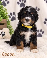 Cocoa, a male Miniature Bernedoodle for sale in Lakeside, CA – 2 of 2
