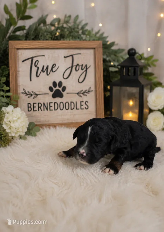 Acorn – Miniature Bernedoodle puppy for sale in Lakeside, CA