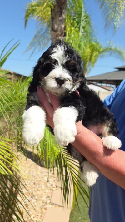 Maple, a female Miniature Bernedoodle for sale in Lakeside, CA – 3 of 3