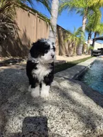 Maize, a female Miniature Bernedoodle for sale in Lakeside, CA – 4 of 7