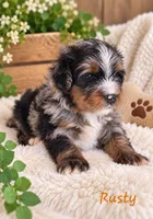 Rusty, a male Miniature Bernedoodle for sale in Lakeside, CA – 2 of 2