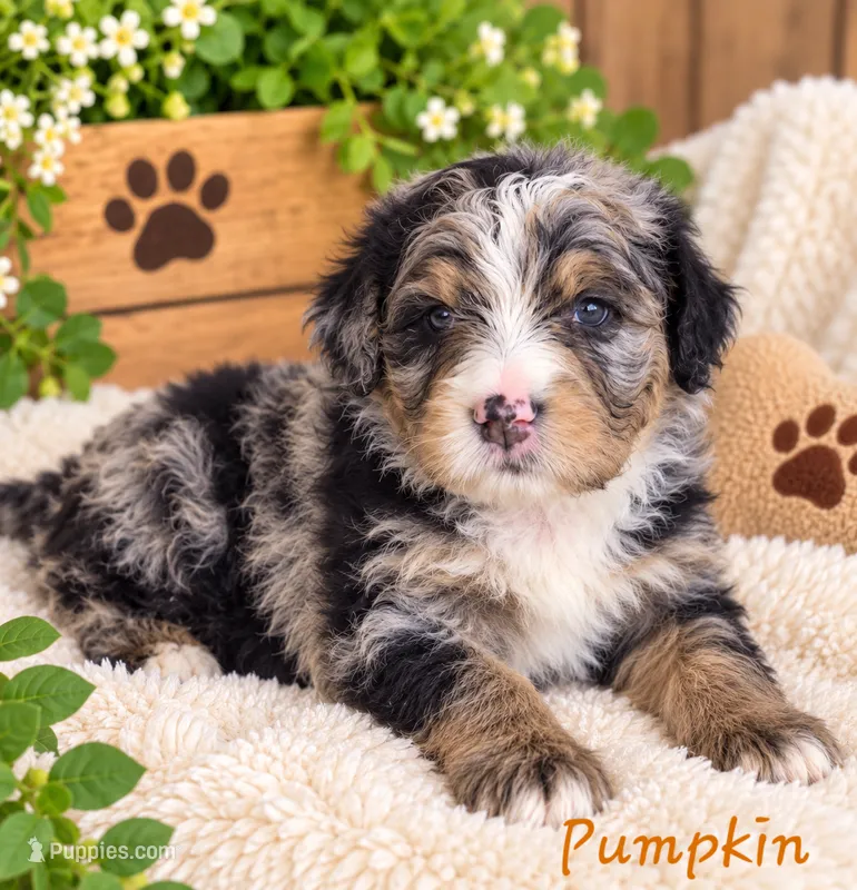 Pumpkin – Miniature Bernedoodle puppy for sale in Lakeside, CA