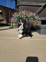 Maize, a female Miniature Bernedoodle for sale in Lakeside, CA – 5 of 7
