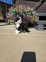 Maize, a female Miniature Bernedoodle for sale in Lakeside, CA – 6 of 7