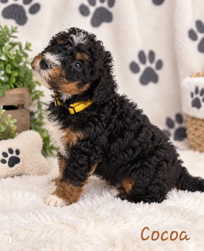 Cocoa – Miniature Bernedoodle puppy for sale in Lakeside, CA