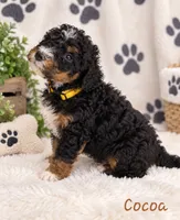 Cocoa, a male Miniature Bernedoodle for sale in Lakeside, CA – 1 of 2