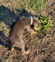 Hades, a male Doberman Pinscher for sale in Coupland, TX – 2 of 5