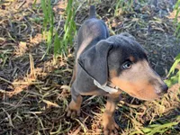 Apollo, a male Doberman Pinscher for sale in Coupland, TX – 3 of 4