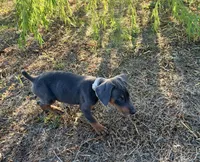 Apollo, a male Doberman Pinscher for sale in Coupland, TX – 4 of 4