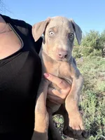 Artemis , a female Doberman Pinscher for sale in Coupland, TX – 2 of 4