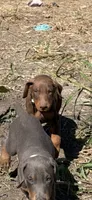Grimm, a male Doberman Pinscher for sale in Coupland, TX – 2 of 3