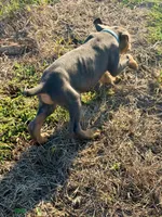 Hades, a male Doberman Pinscher for sale in Coupland, TX – 3 of 5
