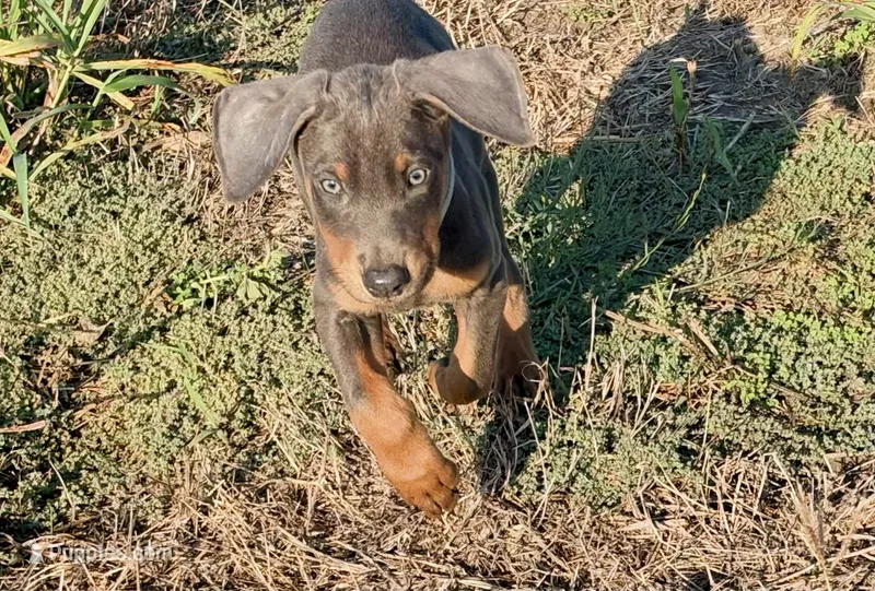 Hades – Doberman Pinscher puppy for sale in Coupland, TX