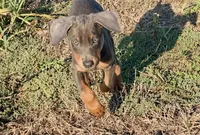 Hades, a male Doberman Pinscher for sale in Coupland, TX – 1 of 5