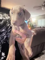 Artemis , a female Doberman Pinscher for sale in Coupland, TX – 4 of 4