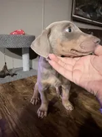 Artemis , a female Doberman Pinscher for sale in Coupland, TX – 3 of 4