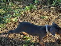 Apollo, a male Doberman Pinscher for sale in Coupland, TX – 2 of 4