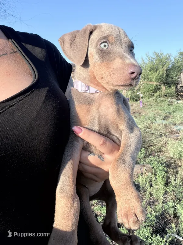 Artemis  – Doberman Pinscher puppy for sale in Coupland, TX