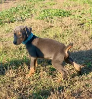 Hades, a male Doberman Pinscher for sale in Coupland, TX – 4 of 5