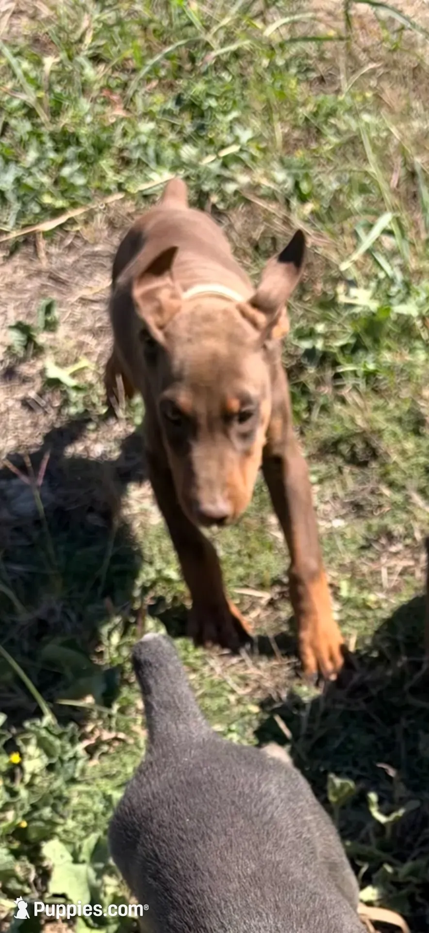 Grimm, a male Doberman Pinscher for sale in Coupland, TX – 1 of 3