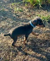 Hades, a male Doberman Pinscher for sale in Coupland, TX – 5 of 5