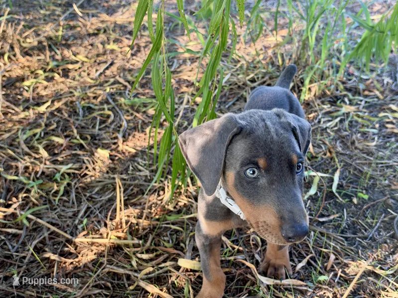 Apollo – Doberman Pinscher puppy on hold in Coupland, TX