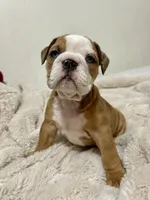 Blue eyes , a female English Bulldog for sale in Westminster, CA – Photo 2 of 3