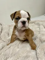 Blue eyes , a female English Bulldog for sale in Westminster, CA – Photo 1 of 3
