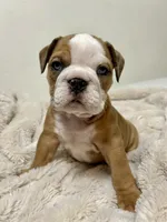 Blue eyes , a female English Bulldog for sale in Westminster, CA – Photo 3 of 3