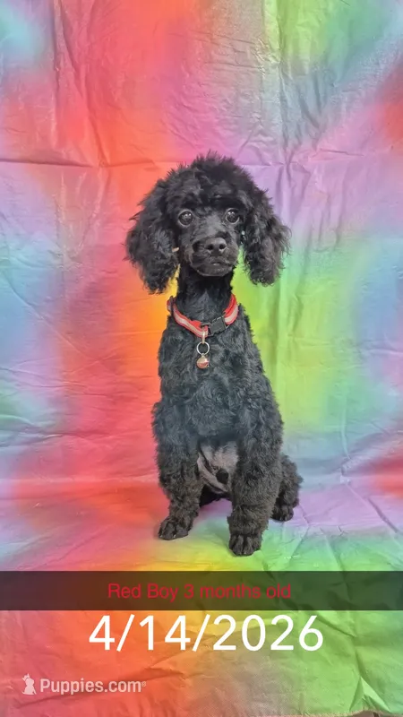 Red Boy (PB) – Poodle - Toy  puppy for sale in Thomasville, AL