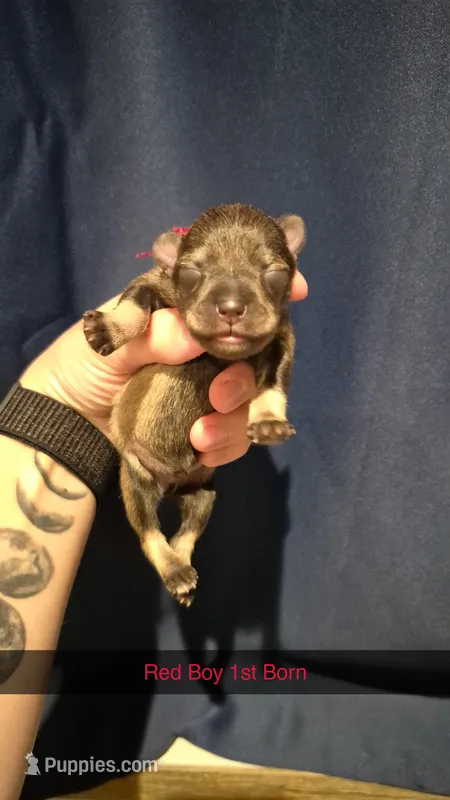 Red Boy (DC) – Miniature Schnauzer puppy for sale in Thomasville, AL