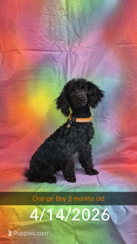 Orange Boy (PB) – Poodle - Toy  puppy for sale in Thomasville, AL