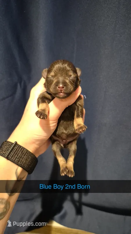 Blue Boy (DC) – Miniature Schnauzer puppy for sale in Thomasville, AL