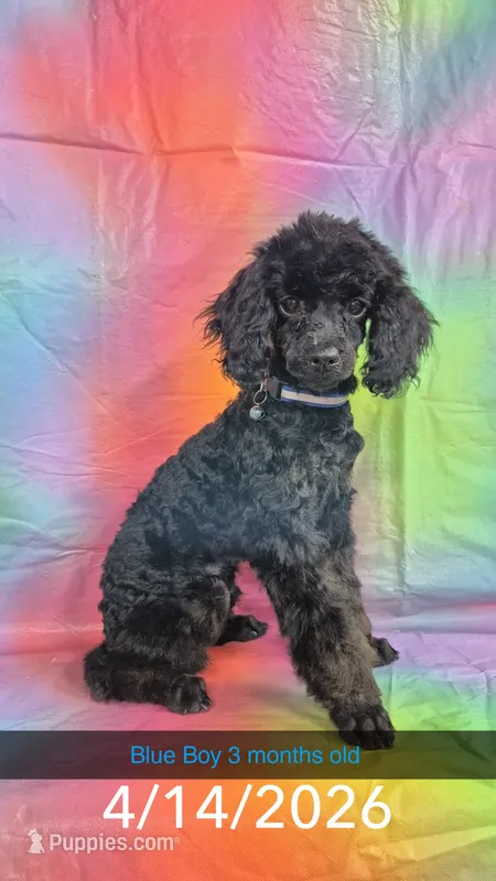 Blue Boy (PB) – Poodle - Toy  puppy for sale in Thomasville, AL