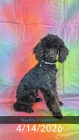 Blue Boy (PB), a male Poodle - Toy  for sale in Thomasville, AL – 1 of 1