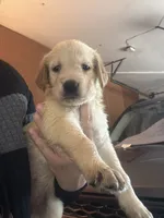 Puppy c , a female Golden Retriever for sale in Las Vegas, NV – 2 of 3