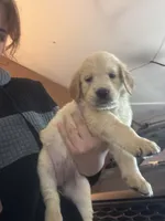 Puppy d , a female Golden Retriever for sale in Las Vegas, NV – 2 of 3